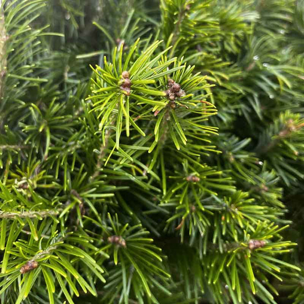 Needlefresh Sibirica Pot Grown Christmas Tree image 3