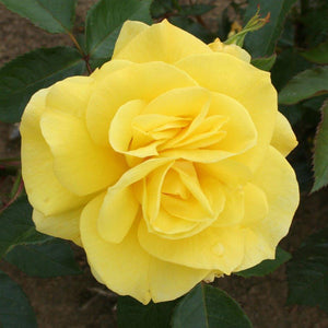 Whartons Roses ‘Korresia’ Shrub Rose (3-Litre Pot) image 0