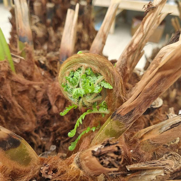 Dicksonia antarctica Tree Fern 3ft image 2