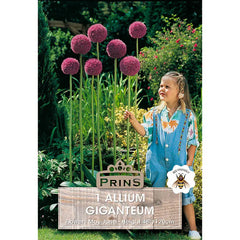 Allium 'Giganteum' (1 bulb) image 0