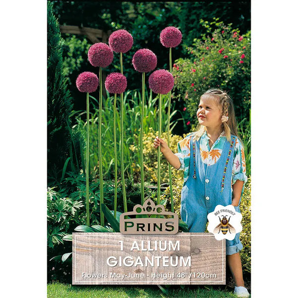 Allium 'Giganteum' (1 bulb) image 0