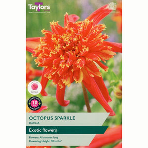 Dahlia ‘Octopus Sparkle’ with Red and Yellow Flowers (1 Tuber) image 0