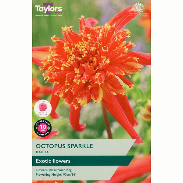 Dahlia ‘Octopus Sparkle’ with Red and Yellow Flowers (1 Tuber) image 0