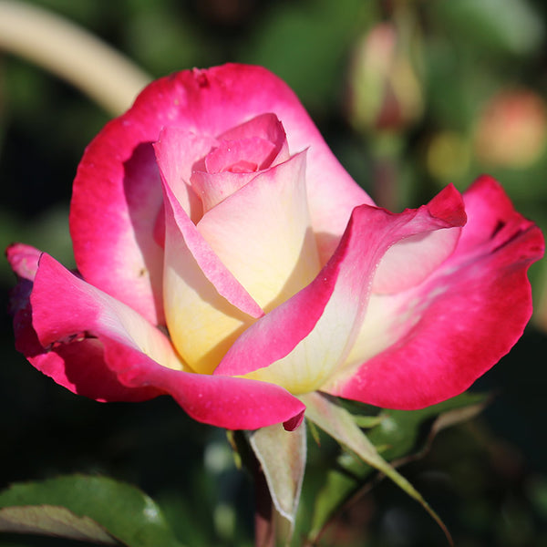 Whartons Roses ‘You’re My Everything’ Hybrid Tea Shrub Rose (3-Litre Pot) image 0