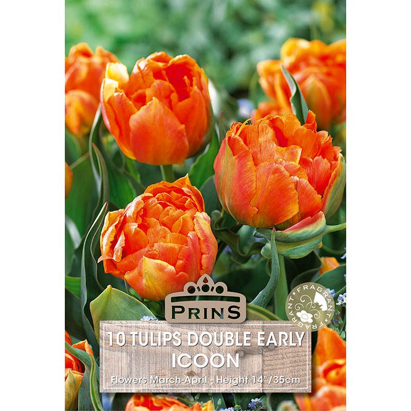 Tulip ‘Icoon’ (10 bulbs) image 0