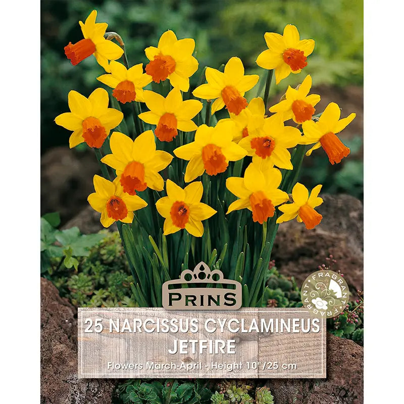 Narcissus 'Jetfire' (25 bulbs) image 0