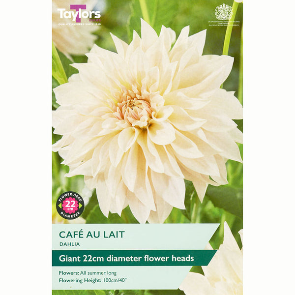Dahlia 'Cafe au Lait' with Creamy White Flowers (1 Tuber) image 0