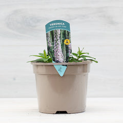 Veronica ‘Moody Blues Pink’ (2-Litre Pot) image 0