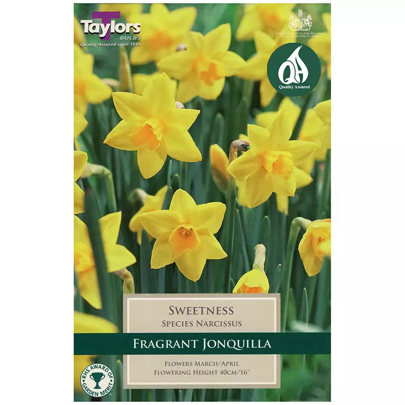 Narcissus 'Sweetness' Daffodils (10 bulbs) image 0
