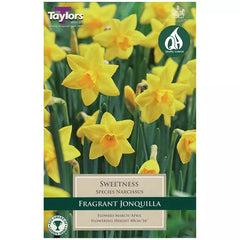 Narcissus 'Sweetness' Daffodils (10 bulbs) image 0