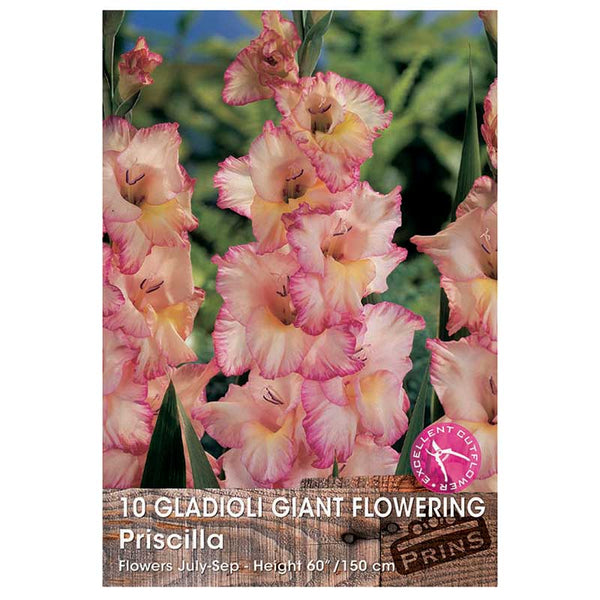 Gladioli Giant Flowering 'Priscilla' - 10 bulbs image 0