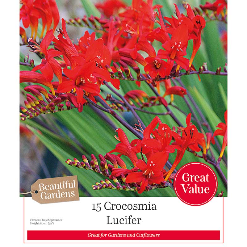 Crocosmia 'Lucifer' (15 bulbs) image 0