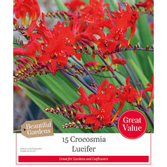 Crocosmia 'Lucifer' (15 bulbs) image 0