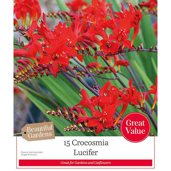 Crocosmia 'Lucifer' (15 bulbs) image 0