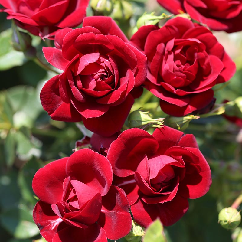 Whartons Roses ‘Sweet Wishes’ Patio Rose (3-Litre Pot) image 0