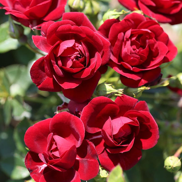 Whartons Roses ‘Sweet Wishes’ Patio Rose (3-Litre Pot) image 0