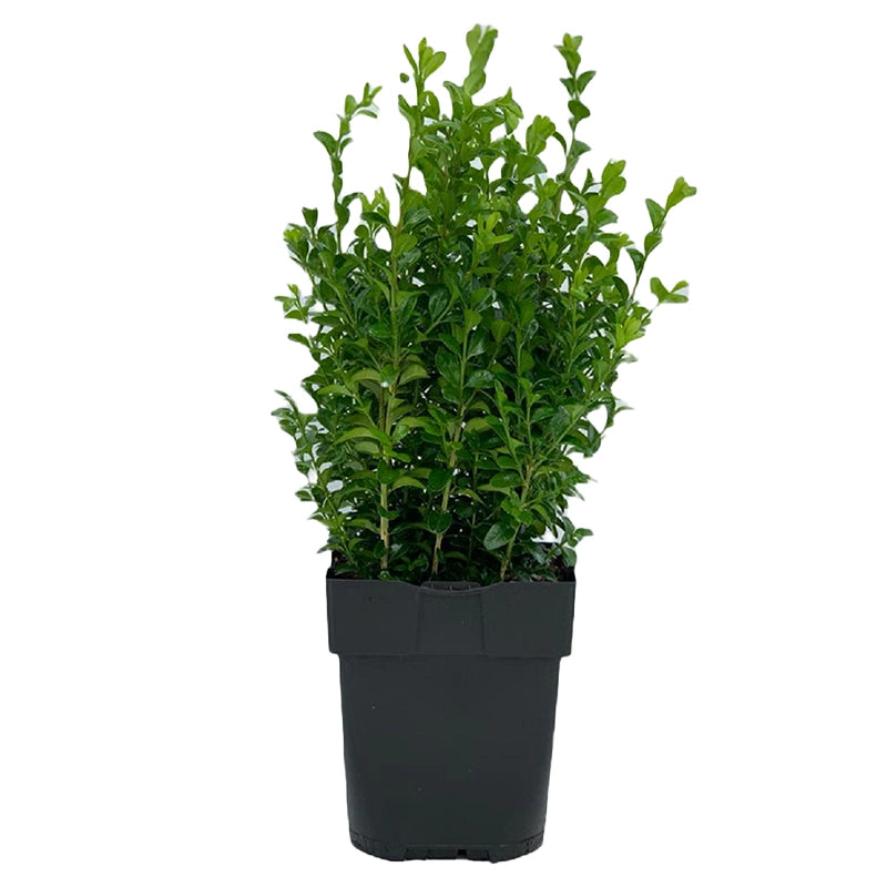 Buxus Sempervirens image 0
