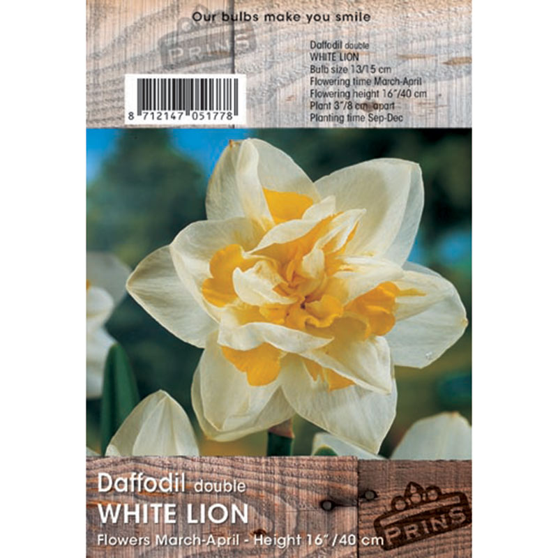 Narcissus ‘White Lion’ Double Daffodil (3kg Bag of Bulbs) image 0