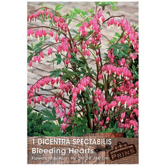 Dicentra spectabilis 'Bleeding Hearts' (1 bulb) image 0