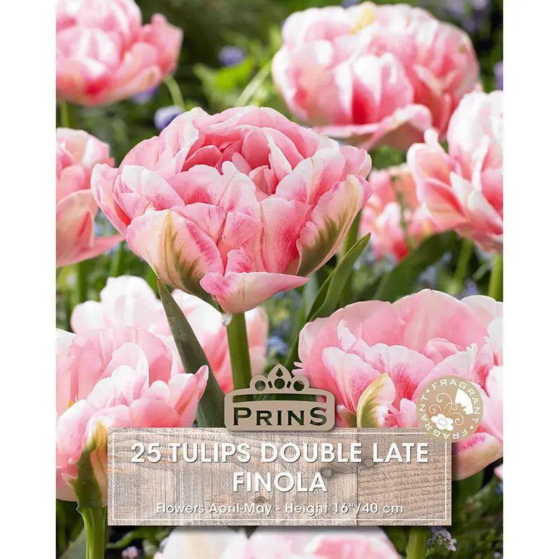 Tulip 'Finola' (25 bulbs) image 0