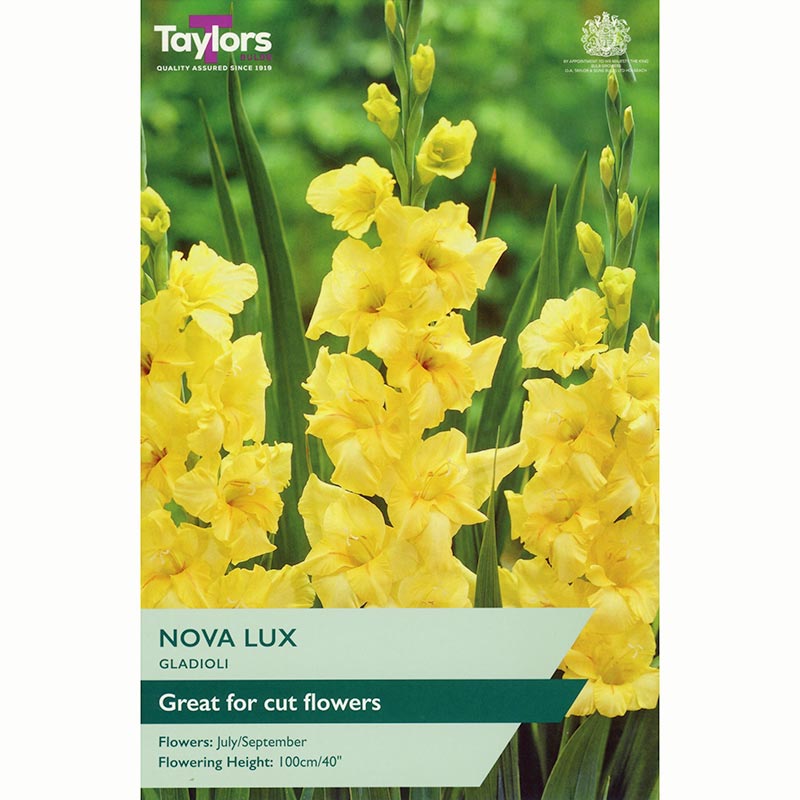 Gladioli ‘Nova Lux’ with Yellow Flowers (10 Bulbs) image 0