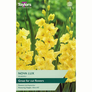 Gladioli ‘Nova Lux’ with Yellow Flowers (10 Bulbs) image 0