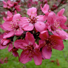 Malus ‘Royal Beauty’ Tree (Crab Apple) (12-Litre Pot) image 0