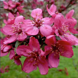 Malus ‘Royal Beauty’ Tree (Crab Apple) (12-Litre Pot) image 0