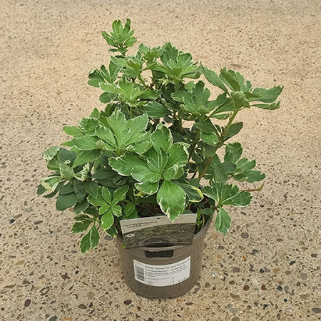 Pachysandra terminalis ‘Variegata’ (2-Litre Pot) image 0