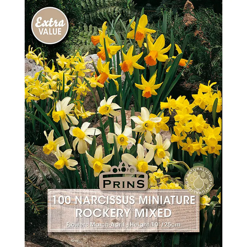 Narcissus 'Miniature Rockery Mixed' Daffodils (100 bulbs) image 0