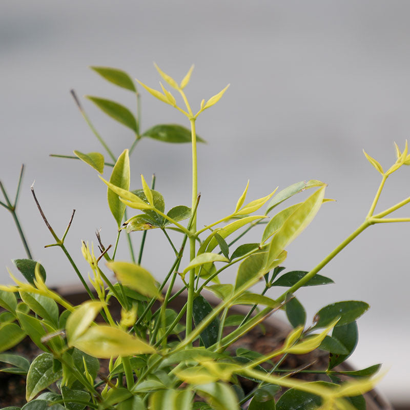 Nandina Domestica ‘Magical Lemon & Lime’ (3-Litre Pot) image 0