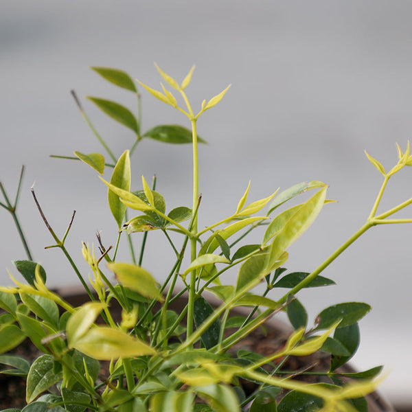 Nandina Domestica ‘Magical Lemon & Lime’ (3-Litre Pot) image 1