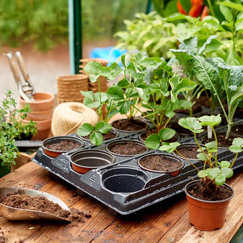Gro-Sure Growing Tray with 18 9cm Pots image 0