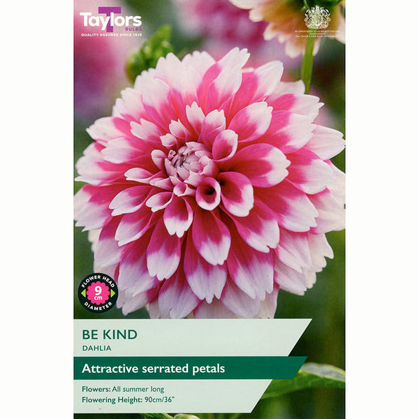 Dahlia ‘Be Kind’ with Pink & White Flowers (1 Tuber) image 0