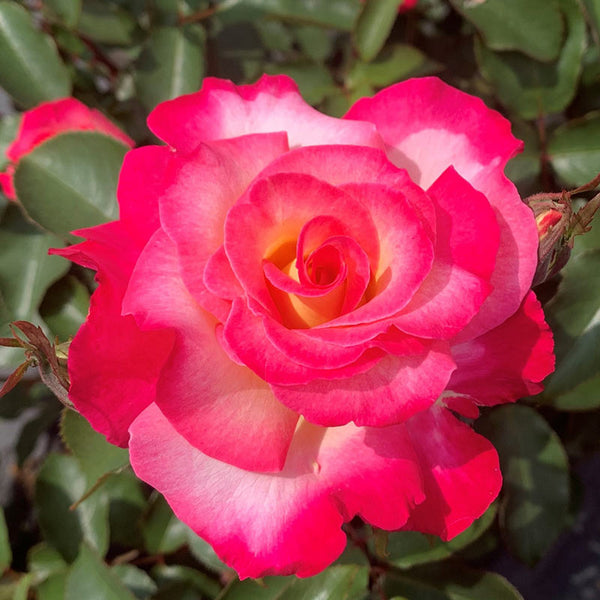 Whartons Roses ‘You’re My Everything’ Hybrid Tea Shrub Rose (3-Litre Pot) image 1