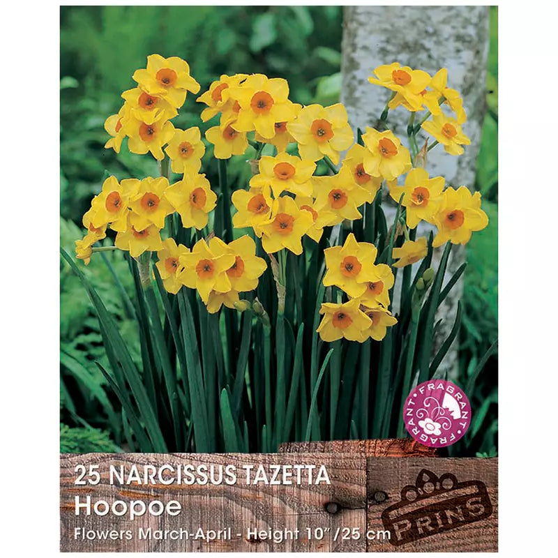 Narcissus 'Hoopoe' (25 bulbs) image 0