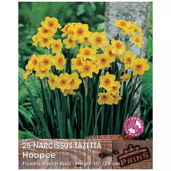 Narcissus 'Hoopoe' (25 bulbs) image 0