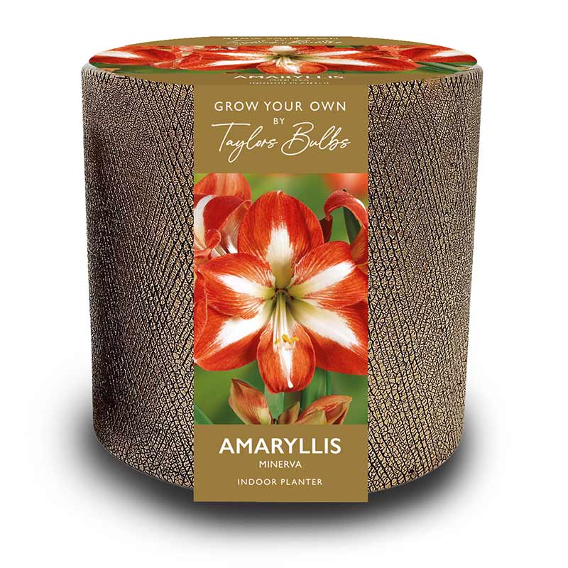 Gold Ceramic Indoor Planter Set with Amaryllis ‘Minerva’ (1 Bulb) image 0