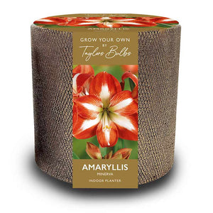Gold Ceramic Indoor Planter Set with Amaryllis ‘Minerva’ (1 Bulb) image 0