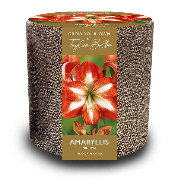 Gold Ceramic Indoor Planter Set with Amaryllis ‘Minerva’ (1 Bulb) image 0