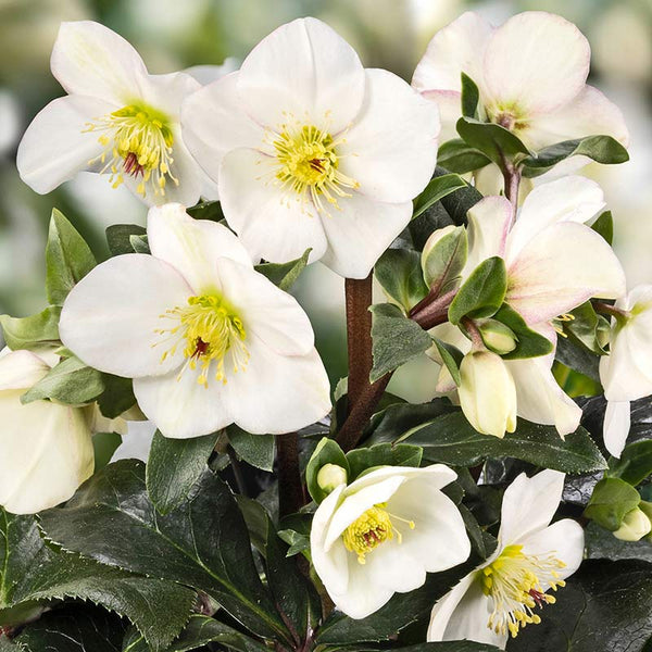 Helleborus ‘HGC Ice N’ Roses Ivory Blush’ (2-Litre Pot) image 0