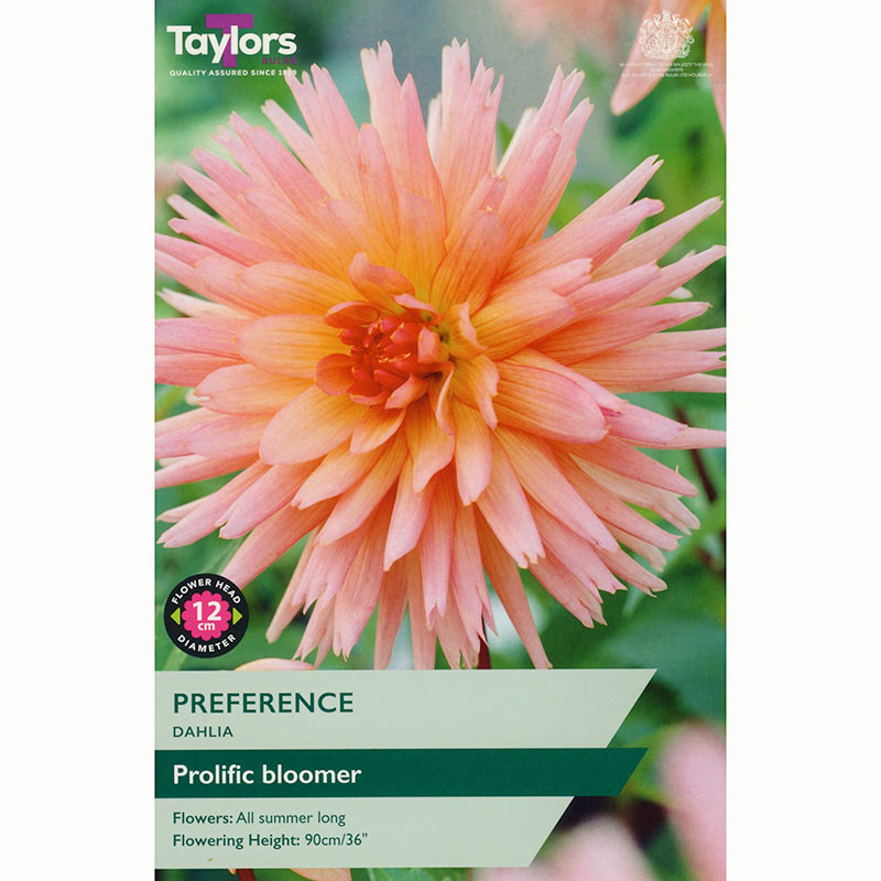 Dahlia ‘Preference’ with Peachy-Pink Flowers (1 Tuber) image 0