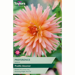 Dahlia ‘Preference’ with Peachy-Pink Flowers (1 Tuber) image 0