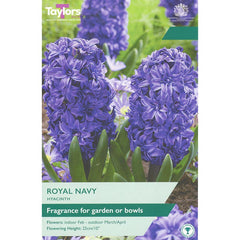 Hyacinth ‘Royal Navy’ (4 Bulbs) image 0