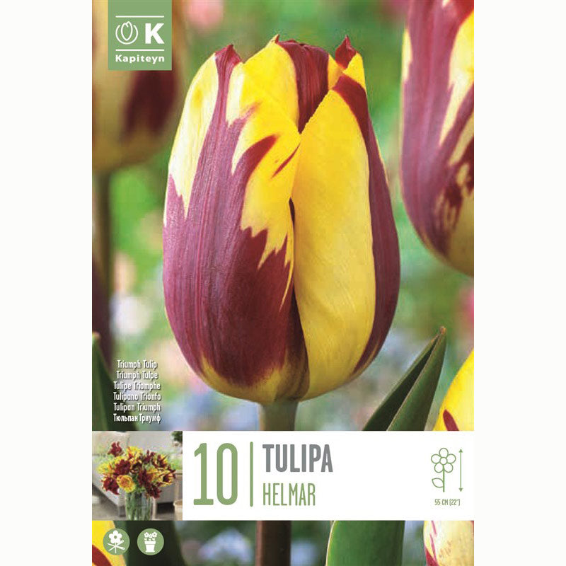Tulip 'Helmar' (10 bulbs) image 0