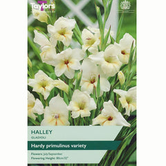 Gladioli 'Halley' (8 Bulbs) image 0