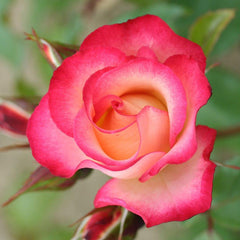 Whartons Roses ‘Birthday Girl’ Shrub Rose (3-Litre Pot) image 0