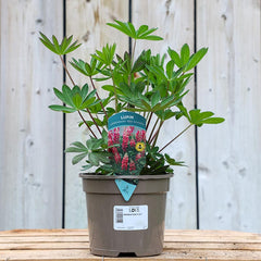 Lupin ‘Legendary Red Shades’ (2-Litre Pot) image 0