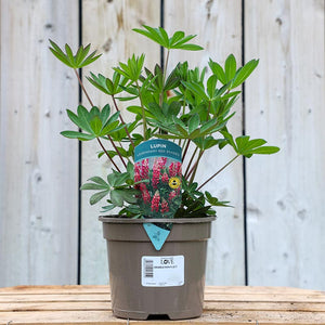 Lupin ‘Legendary Red Shades’ (2-Litre Pot) image 0