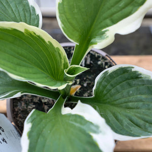 Hosta ‘Patriot’ (2-Litre Pot) image 1